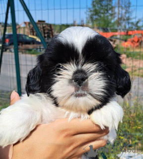 Photo №1. shih tzu - for sale in the city of Limbourg | Is free | Announcement № 173765