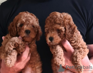 Photo №2 to announcement № 106411 for the sale of poodle (toy) - buy in Serbia breeder