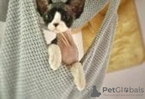 Photo №1. devon rex - for sale in the city of Berlin | Is free | Announcement № 126795