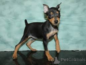 Photo №1. miniature pinscher - for sale in the city of London | negotiated | Announcement № 136213