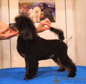 Photo №1. poodle (dwarf) - for sale in the city of Москва | 2000$ | Announcement № 124094