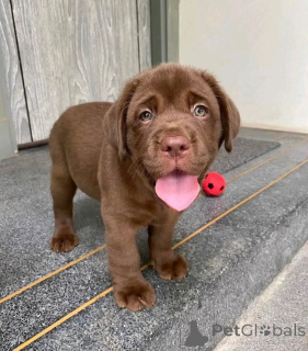 Photo №2 to announcement № 162689 for the sale of  - buy in United States 