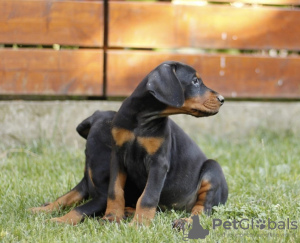 Additional photos: Doberman puppies