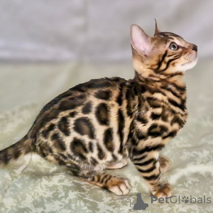 Photo №1. bengal cat - for sale in the city of Luxembourg | negotiated | Announcement № 162645
