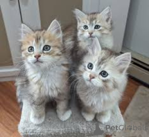 Photo №2 to announcement № 170883 for the sale of norwegian forest cat - buy in Finland private announcement, breeder