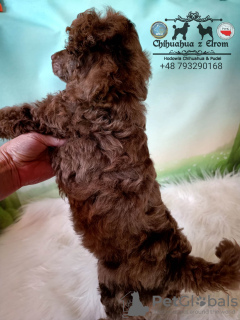 Photo №2 to announcement № 41970 for the sale of poodle (royal) - buy in Poland breeder