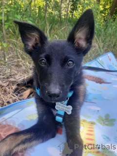 Additional photos: Miniature Lagertha is looking for a home! 5 month old puppy in good hands