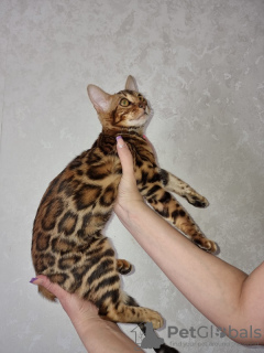 Photo №1. bengal cat - for sale in the city of Minsk | 1200$ | Announcement № 11256