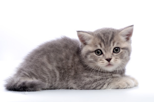 Photo №4. I will sell british shorthair in the city of Minsk. from nursery - price - 300$