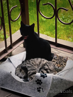 Photo №4. I will sell  in the city of Moscow river. private announcement - price - Is free