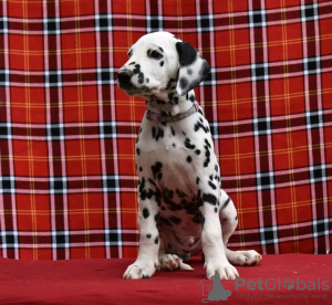 Photo №1. dalmatian dog - for sale in the city of Tübingen | 370$ | Announcement № 74569