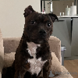 Photo №3. Cutest Staffie. Spain