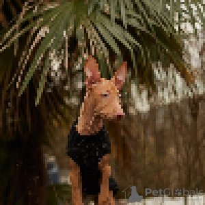 Photo №1. pharaoh hound - for sale in the city of Видміни | 528$ | Announcement № 94368