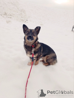 Photo №4. I will sell non-pedigree dogs in the city of St. Petersburg. private announcement - price - Is free