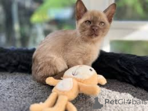 Photo №4. I will sell burmese cat in the city of Brussels. private announcement, breeder - price - 7$