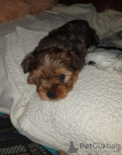 Photo №2 to announcement № 59082 for the sale of yorkshire terrier - buy in United States private announcement