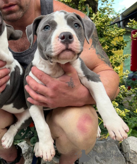 Photo №3. American Pocket Bully puppies. Serbia