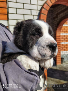 Photo №3. Central asian shepherd puppies. Russian Federation