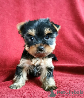 Photo №3. Yorkshire Terrier puppies. Germany