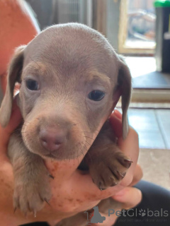 Photo №4. I will sell dachshund in the city of Uhingen. private announcement - price - 599$