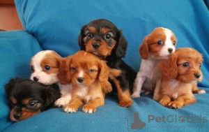 Photo №2 to announcement № 75565 for the sale of cavalier king charles spaniel - buy in United Kingdom private announcement