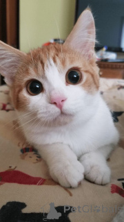 Photo №1. turkish van - for sale in the city of Aizlingen | 413$ | Announcement № 157792