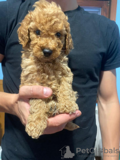 Additional photos: Adorable brown poodle puppies