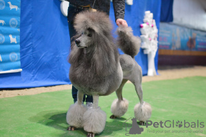 Additional photos: poodle big