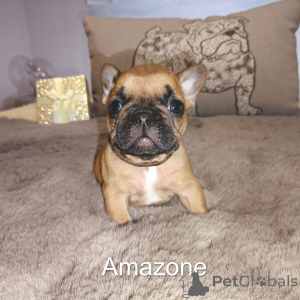Photo №3. Baby French bulldog puppy to give away. Belgium