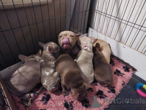 Photo №2 to announcement № 160264 for the sale of french bulldog - buy in United States private announcement