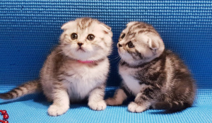 Photo №2 to announcement № 5881 for the sale of scottish fold - buy in Belarus private announcement