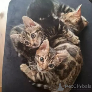 Photo №2 to announcement № 167267 for the sale of bengal cat - buy in Germany private announcement