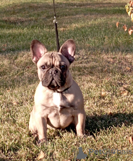 Photo №1. french bulldog - for sale in the city of Warsaw | 520$ | Announcement № 30177