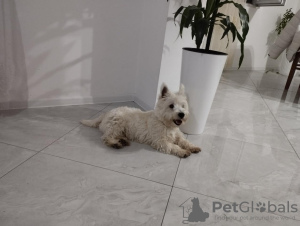 Additional photos: Westie terrier male