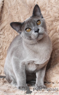 Photo №2 to announcement № 9447 for the sale of burmese cat - buy in Belarus from nursery, breeder