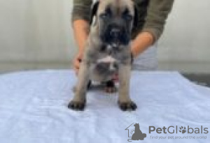 Photo №2 to announcement № 126913 for the sale of cane corso - buy in Germany private announcement