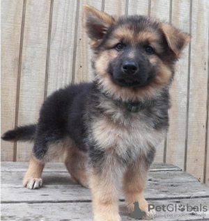 Photo №1. german shepherd - for sale in the city of Leipzig | 882$ | Announcement № 88368