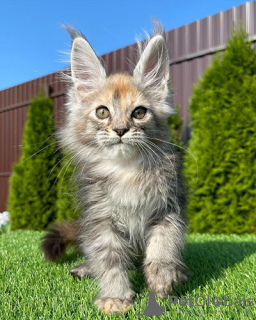 Photo №3. Available Maine Coon Kittens for sale. Israel