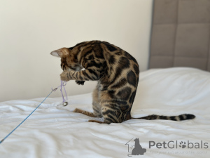 Photo №2 to announcement № 100955 for the sale of bengal cat - buy in United States private announcement, from nursery, breeder