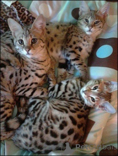 Photo №2 to announcement № 158952 for the sale of savannah cat - buy in Poland private announcement