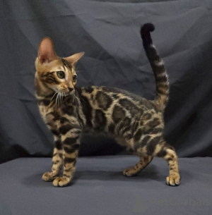 Photo №1. bengal cat - for sale in the city of Brussels | Is free | Announcement № 127675