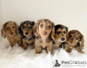 Photo №2 to announcement № 132684 for the sale of dachshund - buy in Germany private announcement