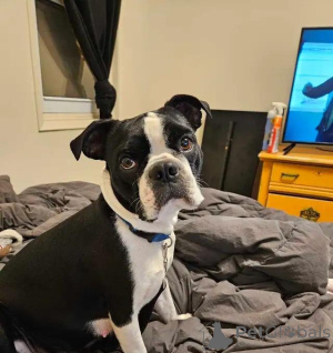 Photo №1. boston terrier - for sale in the city of Niederkassel | 599$ | Announcement № 175981