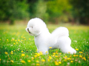 Photo №1. bichon frise - for sale in the city of Москва | negotiated | Announcement № 2264