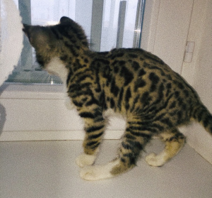 Photo №3. Cat savannah. Russian Federation