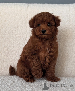 Photo №2 to announcement № 143781 for the sale of maltese dog, poodle (toy) - buy in United States breeder