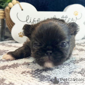 Photo №4. I will sell pekingese in the city of Даллас. private announcement - price - 300$