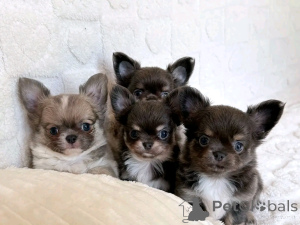 Photo №1. chihuahua - for sale in the city of Helppi | negotiated | Announcement № 165366