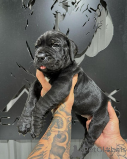 Photo №2 to announcement № 155091 for the sale of cane corso - buy in Germany breeder