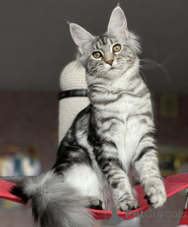 Photo №2 to announcement № 163190 for the sale of maine coon - buy in Germany breeder
